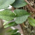 Microgramma squamulosa Leaf