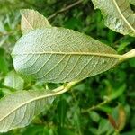 Salix aurita Blad