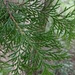 Thuja standishii Foglia