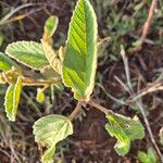 Melhania ovata Leaf