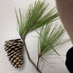Pinus taeda Folio