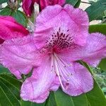 Rhododendron spp. Õis