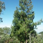 Pinus patula 形態