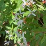 Gillenia trifoliata പുഷ്പം