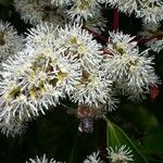 Miconia longifolia Цвят