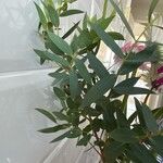 Eucalyptus parvula Hoja