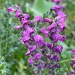 Pedicularis rostratospicata 花