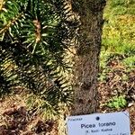 Picea polita Bark