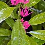 Pavonia multiflora 花