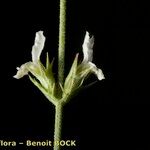 Sideritis bourgeana Sonstige