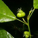 Cleidion castaneifolium Hedelmä
