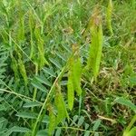 Astragalus atropilosulus Fruitua