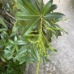 Pieris formosa Likasa