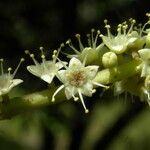Terminalia catappa Flower