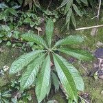 Anthurium pentaphyllum Levél