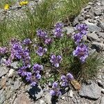 Scutellaria alpina Habit