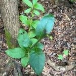 Silphium asteriscus Leaf