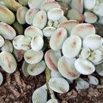 Cotyledon pendens Yaprak