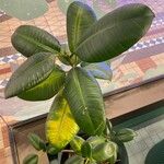 Ficus elastica Roxb.Blad