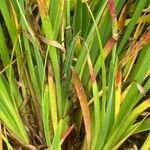 Sisyrinchium angustifolium Leaf