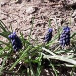 Muscari neglectum Hàbitat