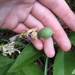 Passiflora incarnata Fruto