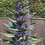 Echium candicansBlüte