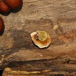 Osodendron altissimum Fruit