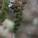 Erica galioides Hoja