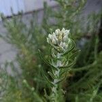 Pseudognaphalium californicum Flower