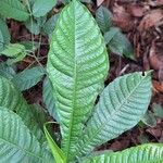 Petersianthus macrocarpus Leaf