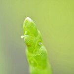 Salicornia obscura Flower
