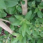 Cestrum aurantiacum چھال