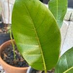Ficus citrifolia List