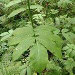 Aralia californica Liść