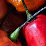 Capsicum chinense Rusca