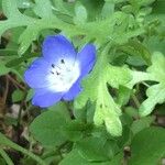 Nemophila phacelioides Цвят