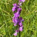 Anacamptis palustris Flor
