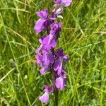 Anacamptis palustris Цвят