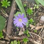 Anemone blanda Λουλούδι