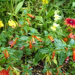 Cuphea ignea Blüte
