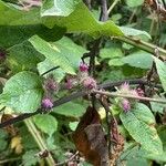 Arctium minus 葉