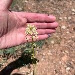 Toxicoscordion paniculatum Flower