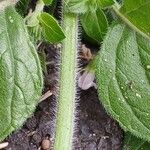 Clinopodium nepeta বাকল