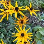 Rudbeckia fulgidaKukka