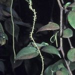 Peperomia macrostachyos Ліст