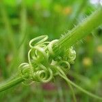 Cucurbita pepo Corteccia