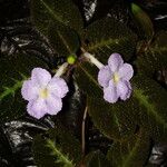 Episcia lilacina Květ