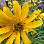 Helianthus divaricatus Flor