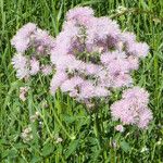 Thalictrum aquilegiifolium Virág